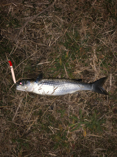 ボラの釣果