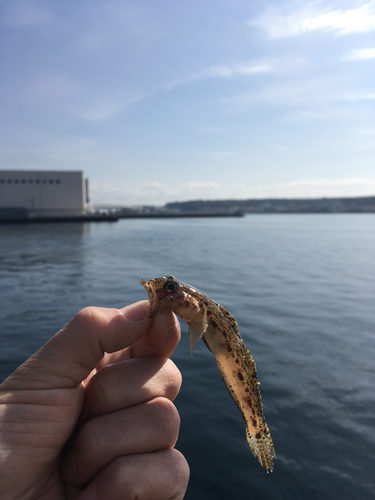 マハゼの釣果