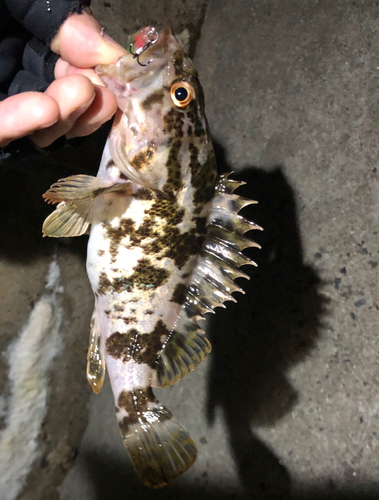 タケノコメバルの釣果