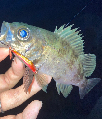 メバルの釣果