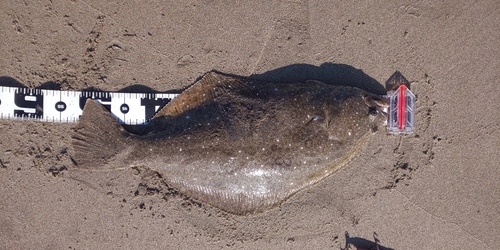 ヒラメの釣果