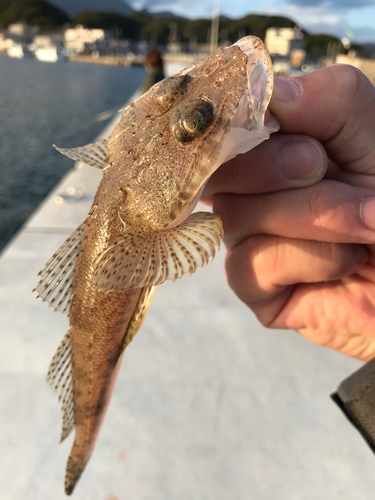 コチの釣果