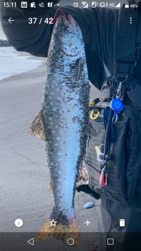 アメマスの釣果