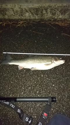 マルタウグイの釣果