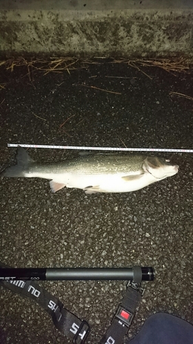 マルタウグイの釣果