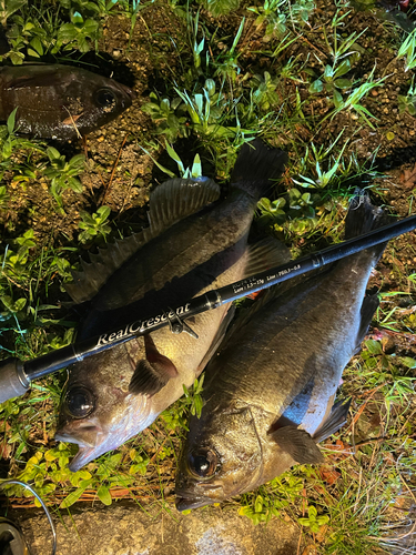 チャメバルの釣果