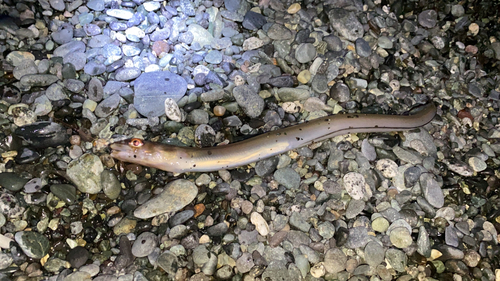 アナゴの釣果