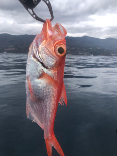 キンメダイの釣果