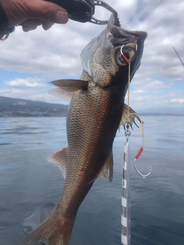 クロムツの釣果