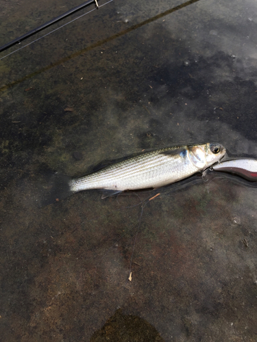 ボラの釣果