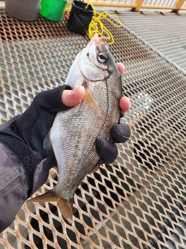 ウミタナゴの釣果