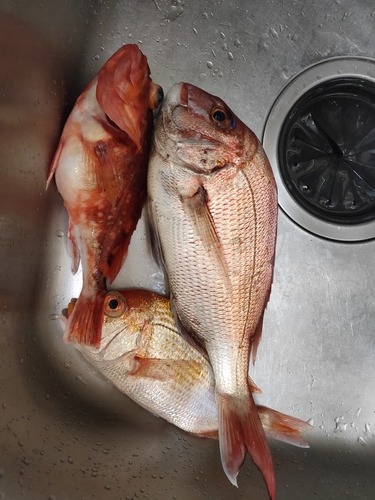 マダイの釣果