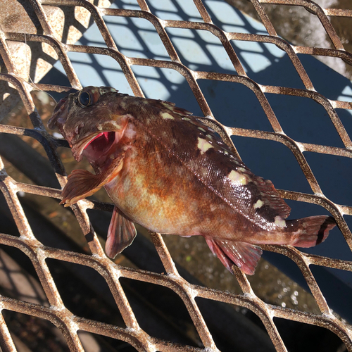 カサゴの釣果