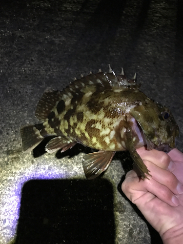 カサゴの釣果