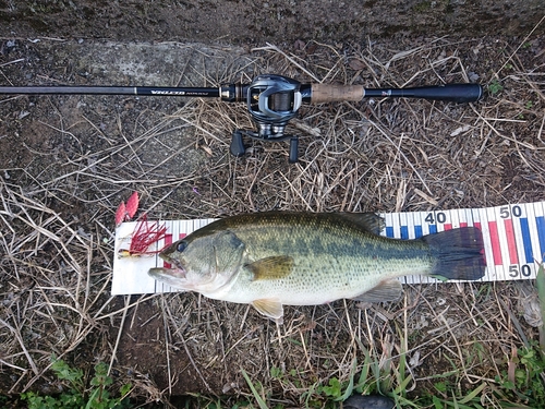 ブラックバスの釣果