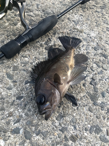 メバルの釣果