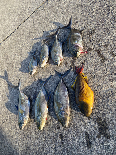 ナンヨウカイワリの釣果