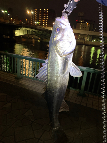 シーバスの釣果