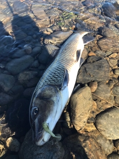 ニゴイの釣果