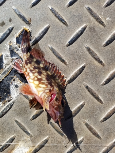 カサゴの釣果