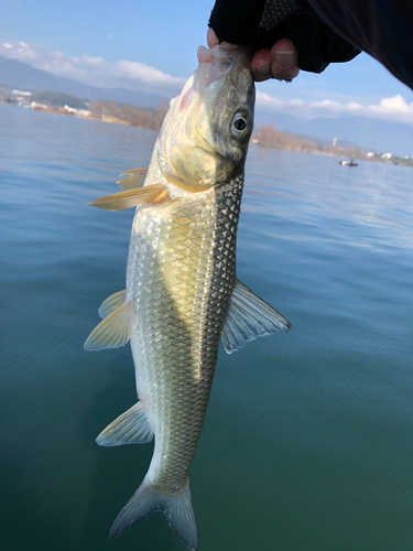 ニゴイの釣果