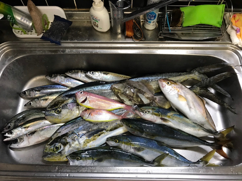 ショゴの釣果