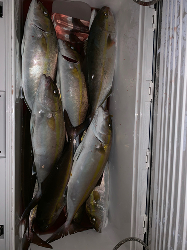 ショゴの釣果