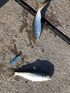 コノシロの釣果