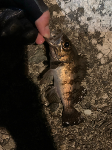 メバルの釣果