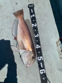 アマダイの釣果