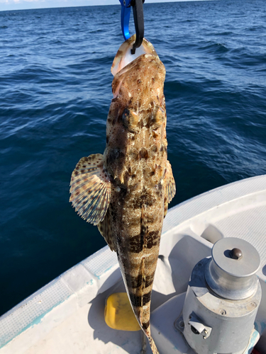 マゴチの釣果