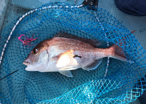 タイの釣果