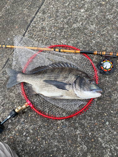 チヌの釣果