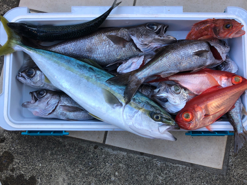 クロムツの釣果