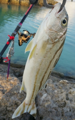 クワガナーの釣果