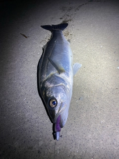 セイゴ（マルスズキ）の釣果