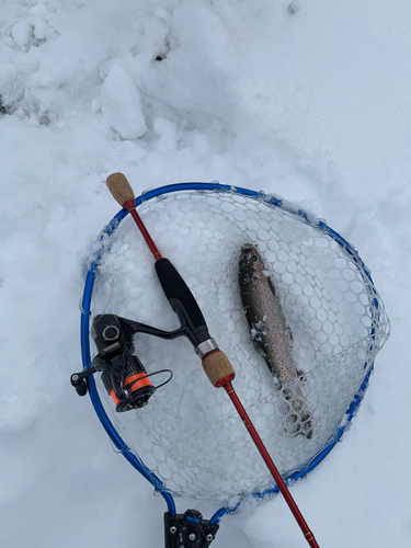 ニジマスの釣果