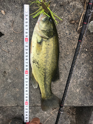 ブラックバスの釣果