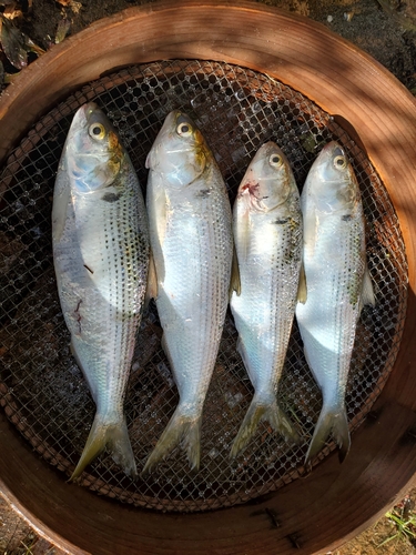 コノシロの釣果