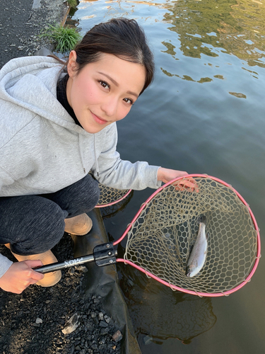 ニジマスの釣果