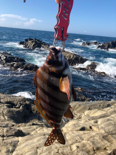 タカノハダイの釣果