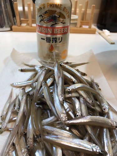 ワカサギの釣果