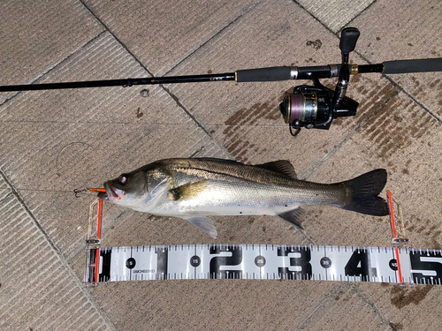 スズキの釣果