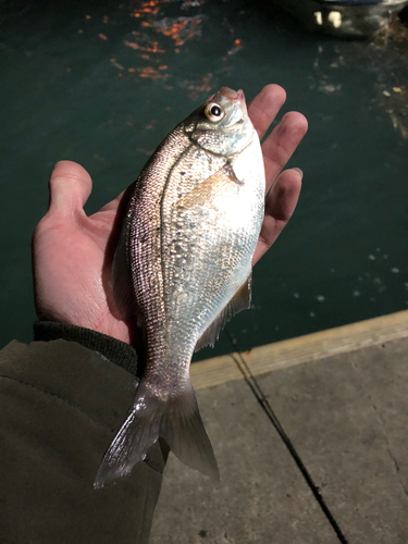 ウミタナゴの釣果