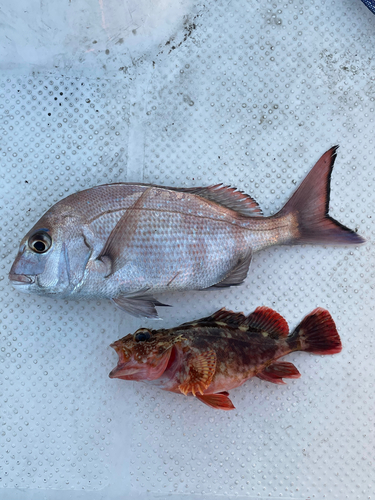 タイの釣果