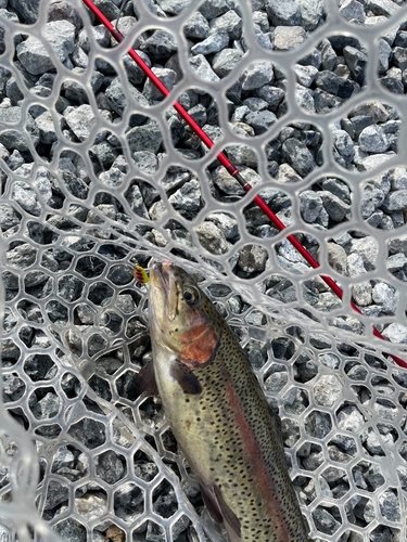 ヤシオマスの釣果