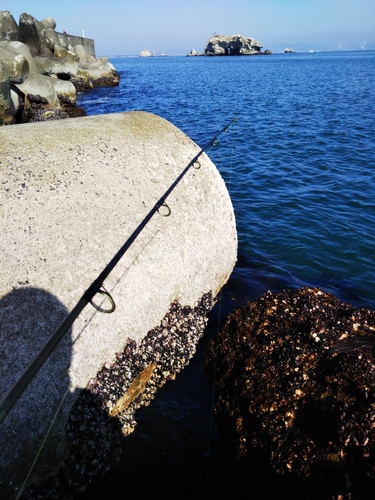 アイナメの釣果