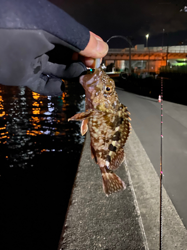 カサゴの釣果