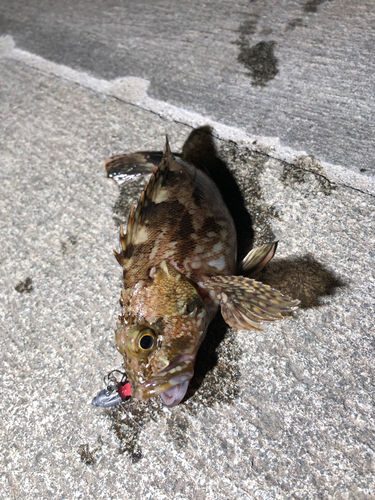 カサゴの釣果