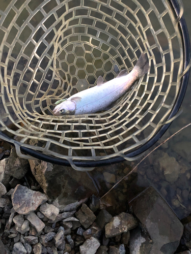 トラウトの釣果